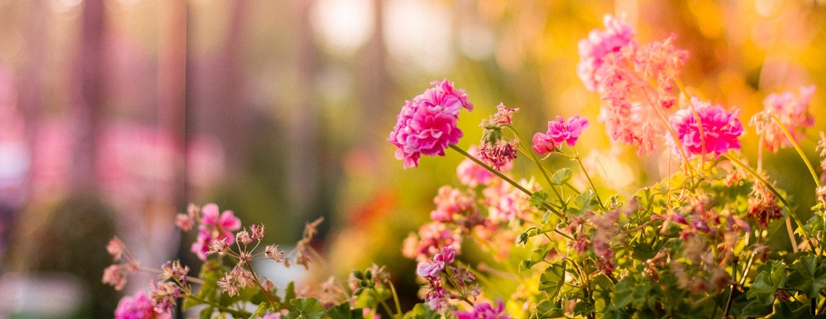 pink flowers in a sunny garden