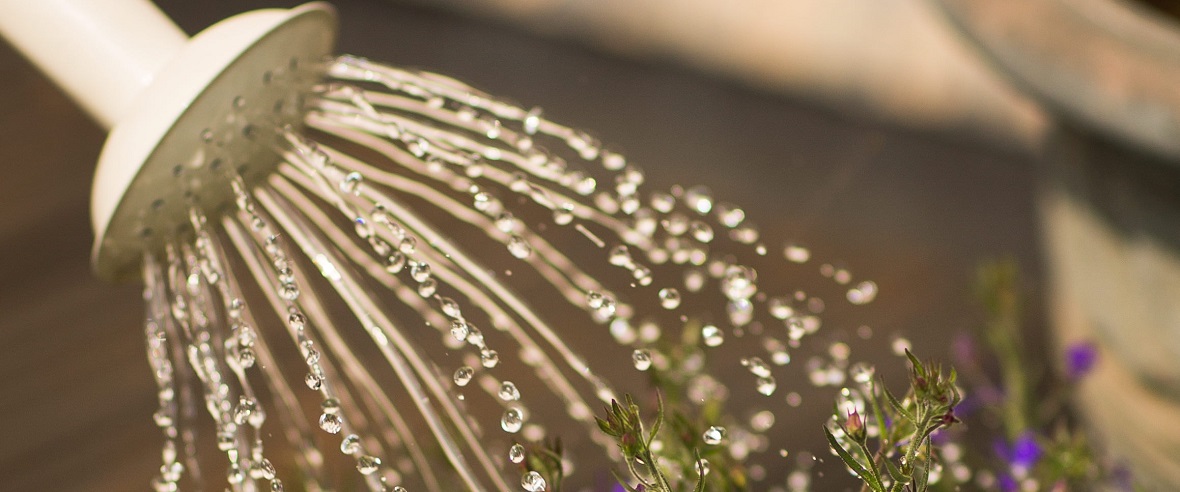 water sprinkling from the many holes in a watering can nozzle onto purple flowers