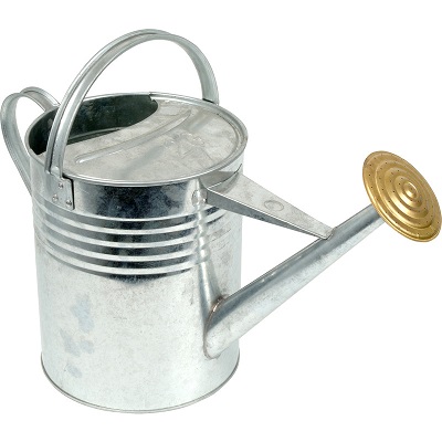 Galvanised watering can with a silver finish sporting a gold coloured sprinkler.