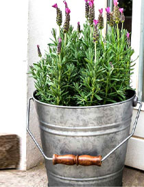 galvanised bucket garden planter